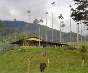 Cocora Valley. Source: Uff.Travel